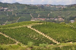 vigneti piemonte