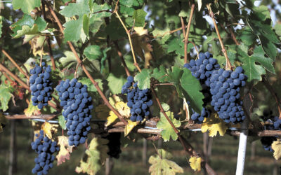 Nel cuore del Monferrato: la filiera corta di Barbera dei Sei Castelli