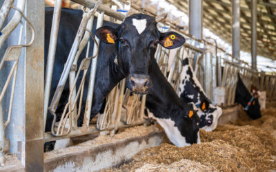 Dal latte dei soci al territorio: la filiera corta di Piemonte Latte