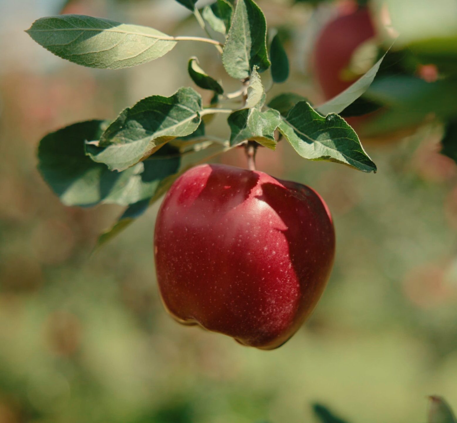 Mela rossa di Cuneo IGP