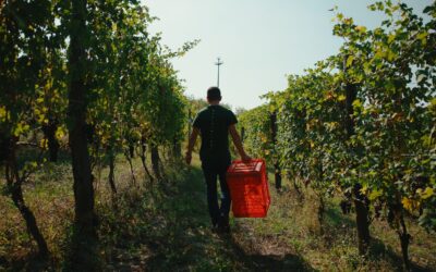 Dalle vigne al calice: la filiera corta di Cantina Clavesana