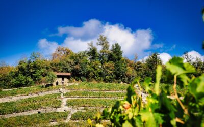 Dai sorì delle Langhe alla bottiglia: la filiera corta di Terrenostre