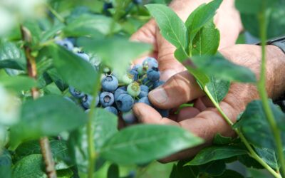 Dalla terra al consumatore: la filiera corta di Joinfruit